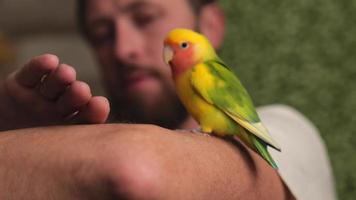 Lovebird sitzt auf der Schulter eines angenehmen bärtigen Mannes video