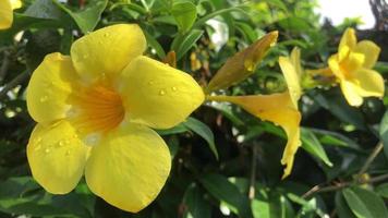 close-up video of the dewy yellow alamanda flower in the garden