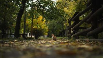 un' strada rosso gatto si siede nel un autunno parco video