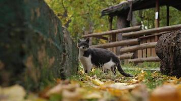 Eine Straßenkatze in Weiß und Asche blickt in einem Herbstpark auf die Kamera video