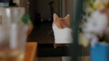 young white-red cat sits on a chair video