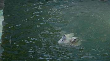 polare orso sei mese cucciolo giocando nel acqua video