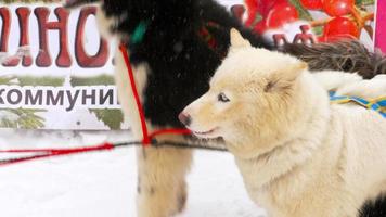 novosibirsk, federación rusa 23 de febrero de 2018 - perros de trineo antes de la carrera. festival del poder de siberia video