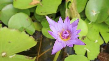 lotus isolé fleurissant sur fond naturel, le matin. video