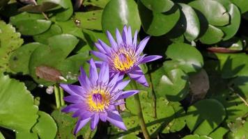 lotus isolé fleurissant sur fond naturel, le matin. video