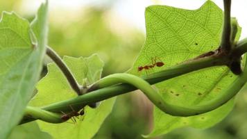 Red ant worker walk on the branch tree nature video