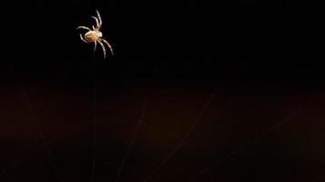 Spider weaves a web in summer evening video