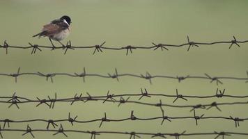 Bird close up. Bird Saxicola or black headed chisel flycatcher video