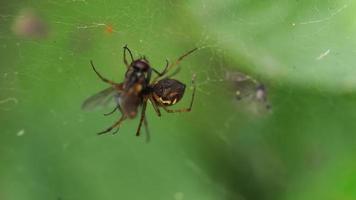 Spinne, die eine Fliege in der Mitte ihres Netzes verschlingt video