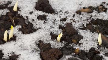 The first sprouts in spring of crocus flowers from under the snow melting in the sun. Spring warm sun. Nature wakes up after winter video