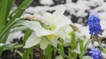 Delicate narcissus flower covered with melting snow in early spring, time lapse video