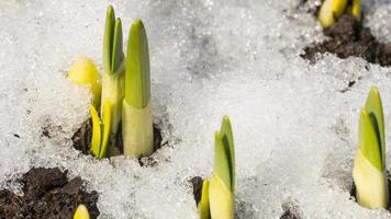 The first early sprouts of flowers in spring from under the melting snow. Timelapse of melting spring snow video