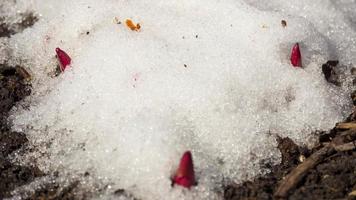 manantiales de flores de primavera. nieve derritiéndose en primavera, lapso de tiempo video