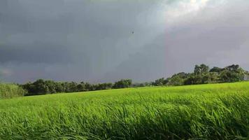 campo de arroz verde bailando con viento salvaje. hermoso campo de arroz 4k video con cielo nublado. material de archivo del campo de arroz de la aldea asiática. video de tiempo ventoso con un campo de arroz verde y zona rural.