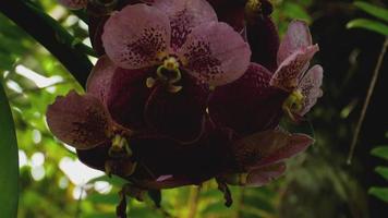 Beautiful stem of vibrant tiger colored orchid flowers video