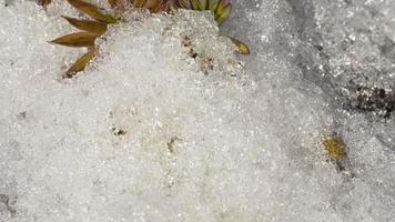 Imágenes de lapso de tiempo de nieve derretida revelando brotes de flores de lupino video