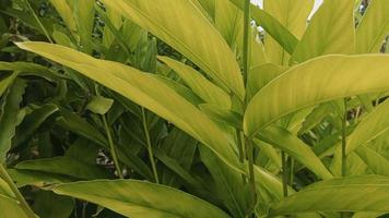 green leaves moving in the beautiful wind. video