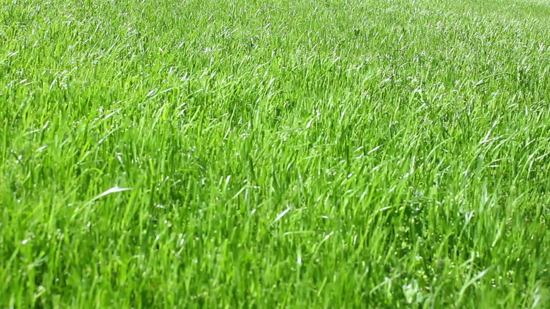 close up of grass staggers 14245781 Stock Video at Vecteezy