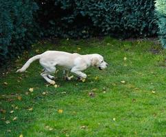 short coated britisch Labrador retriever 4 month old photo