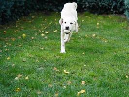 short coated britisch Labrador retriever 4 month old photo