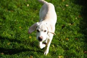 short coated britisch Labrador retriever 4 month old photo