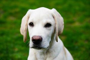 Labrador retriever británico de pelo corto de 4 meses foto