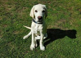 short coated britisch Labrador retriever 4 month old photo