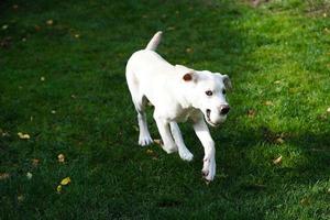 short coated britisch Labrador retriever 4 month old photo