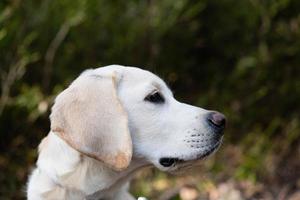 short coated britisch Labrador retriever 4 month old photo