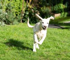 short coated britisch Labrador retriever 4 month old photo