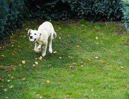 short coated britisch Labrador retriever 4 month old photo