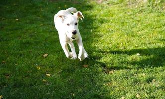 short coated britisch Labrador retriever 4 month old photo