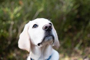 Labrador retriever británico de pelo corto de 4 meses foto