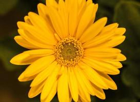 Golden yellow Barberton daisy  Frontal view . Close up photo