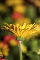 Dandelion yellow African daisy . Side view . Close up photo