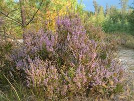 Heather on the roadside in Sweden. Pink, purple plants by the wayside photo