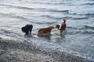 Goldendoodle y perros pastores australianos jugando en el mar. retozando en el agua foto