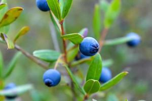 Myrtus communis Plant photo