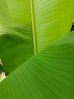 Fresh whole banana leaf photo