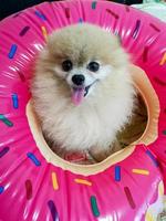 Cute pomeranian spitz in an inflatable circle photo