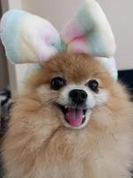 Cute Pomeranian spitz with headbend photo