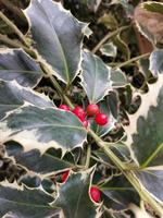 Red berries holly bush Traditional Christmas plant background photo