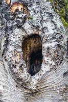 viejo tronco de árbol con un gran agujero. noorderheide, elspeet, los países bajos. foto