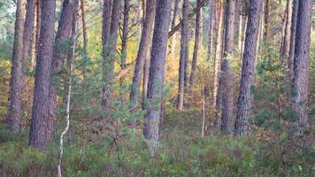 colores otoñales en el bosque holandés, noorderheide, elspeet, países bajos. foto