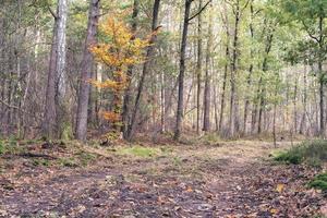 Autumn colours in the Dutch forest, Noorderheide, Elspeet, The Netherlands. photo