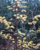 Autumn colours in the Dutch forest, Noorderheide, Elspeet, The Netherlands. photo