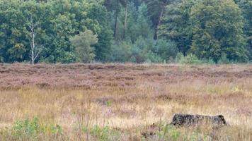 Autumn colours in the Dutch forest, Noorderheide, Elspeet, The Netherlands. photo