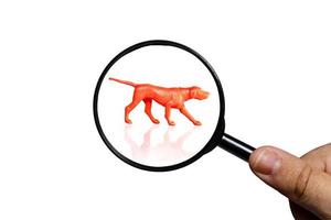 Russian Hound dog, Silhouette of dog on white background, view through a magnifying glass, magnifying glass in hand photo