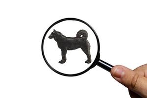 Laika dog, Silhouette of dog on white background, view through a magnifying glass, magnifying glass in hand photo