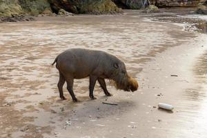 bearded pig walking along the beach. photo